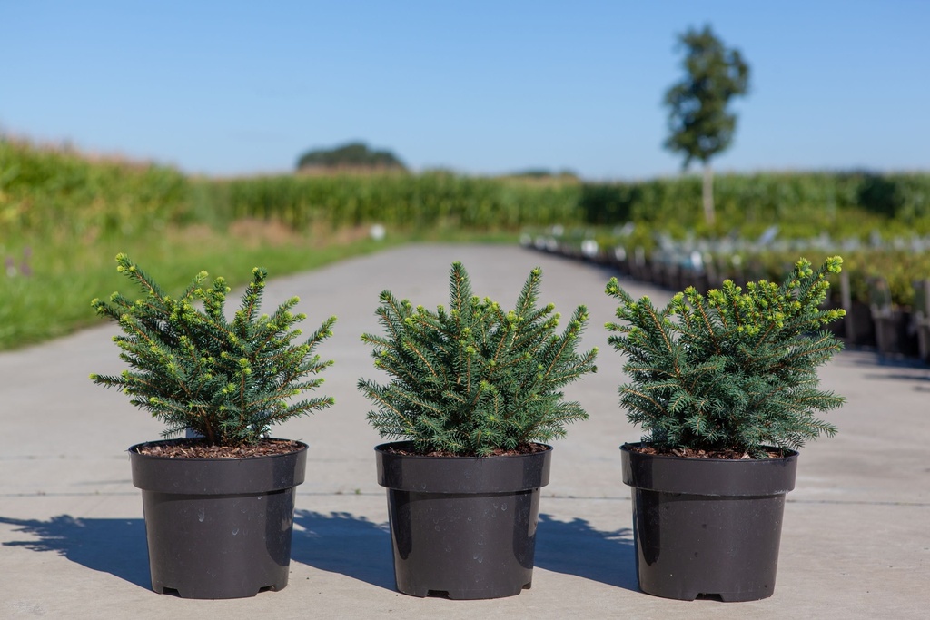 Picea omorika 'Karel' cont. 3L 25/+ cm +f