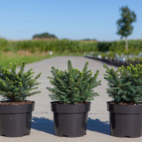 [P] Picea omorika 'Karel' cont. 3L 25/+ cm +p