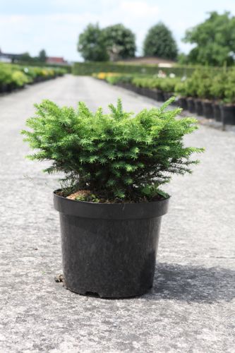 [P] Picea omorika 'Karel' cont. 7,5L 30-40 cm
