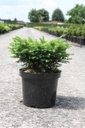 Picea omorika 'Karel' cont. 7,5L 30-40 cm