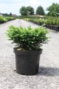 Picea omorika 'Karel' cont. 7,5L 30-40 cm