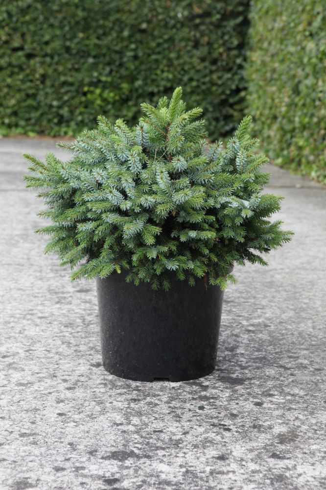 Picea omorika 'Nana' cont. 10L 30/+ cm