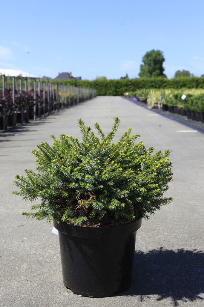 Picea omorika 'Nana' cont. 10L 30/+ cm
