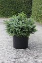 Picea omorika 'Nana' cont. 10L 30/+ cm