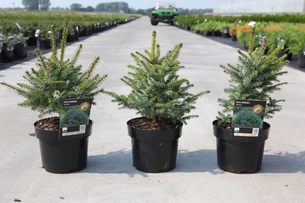Picea omorika 'Nana' cont. 3L 25/+ cm +f
