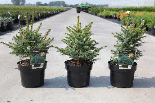 Picea omorika 'Nana' cont. 3L 25/+ cm +p