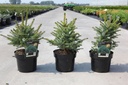 Picea omorika 'Nana' cont. 3L 25/+ cm +B