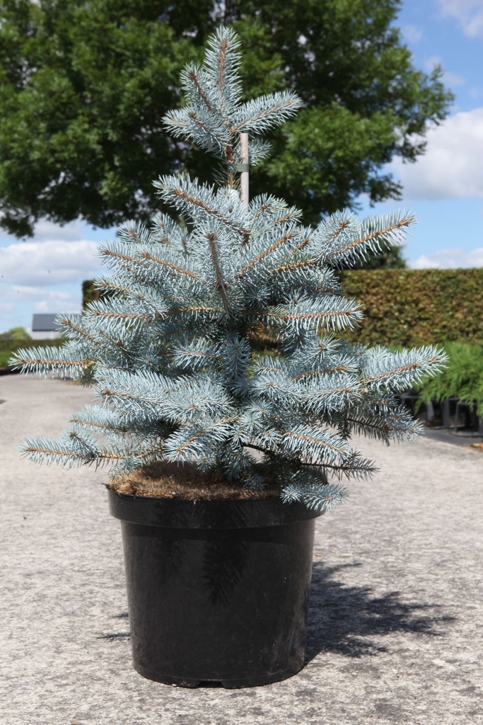 [P] Picea pungens 'Blue Diamond' (PBR) Kont. 10L 40-50 cm
