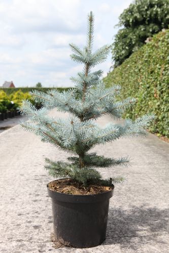 [P] Picea pungens 'Blue Diamond' (PBR) cont. 10L 40-50 cm