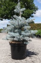 Picea pungens 'Blue Diamond' (PBR) cont. 10L 40-50 cm