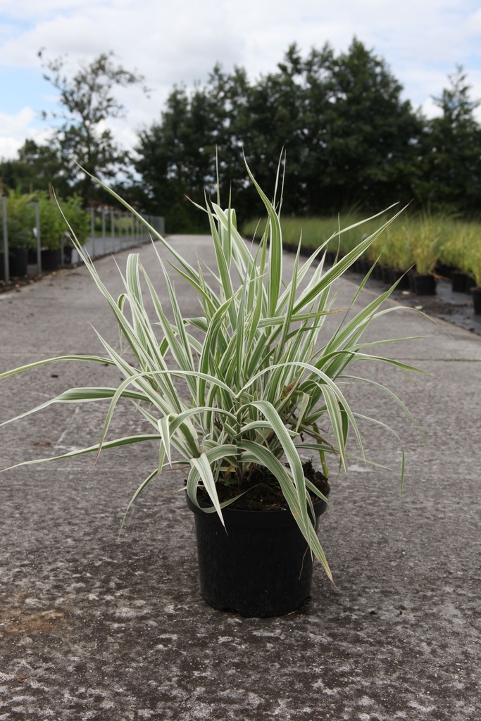 Arundo donax 'Versicolor' cont. 4L +f