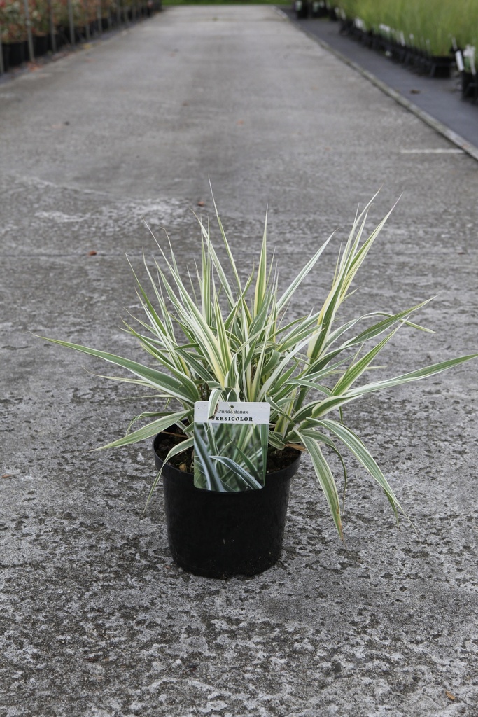 Arundo donax 'Versicolor' cont. 4L +p