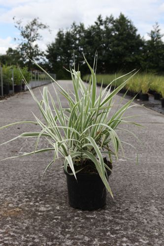 Arundo donax 'Versicolor' cont. 4L +p