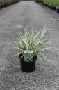 Arundo donax 'Versicolor' cont. 4L +p