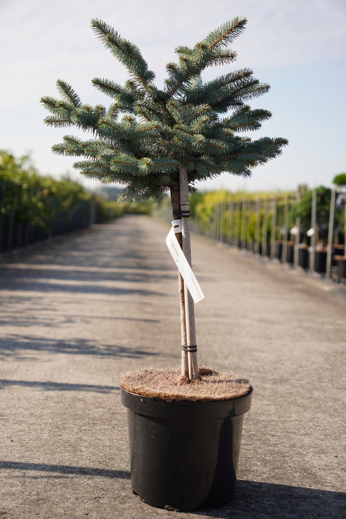 Picea pungens 'Glauca Globosa' Kont. 7,5L 40 cm Stamm