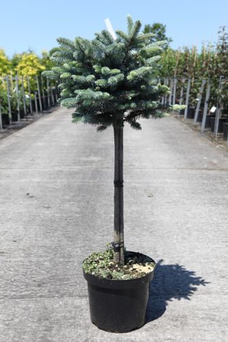 [P] Picea pungens 'Glauca Globosa' cont. 7,5L 40 cm Stamm