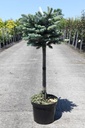 Picea pungens 'Glauca Globosa' cont. 7,5L 40 cm standard