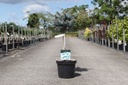Picea pungens 'Glauca Globosa' cont. 7,5L 40 cm standard