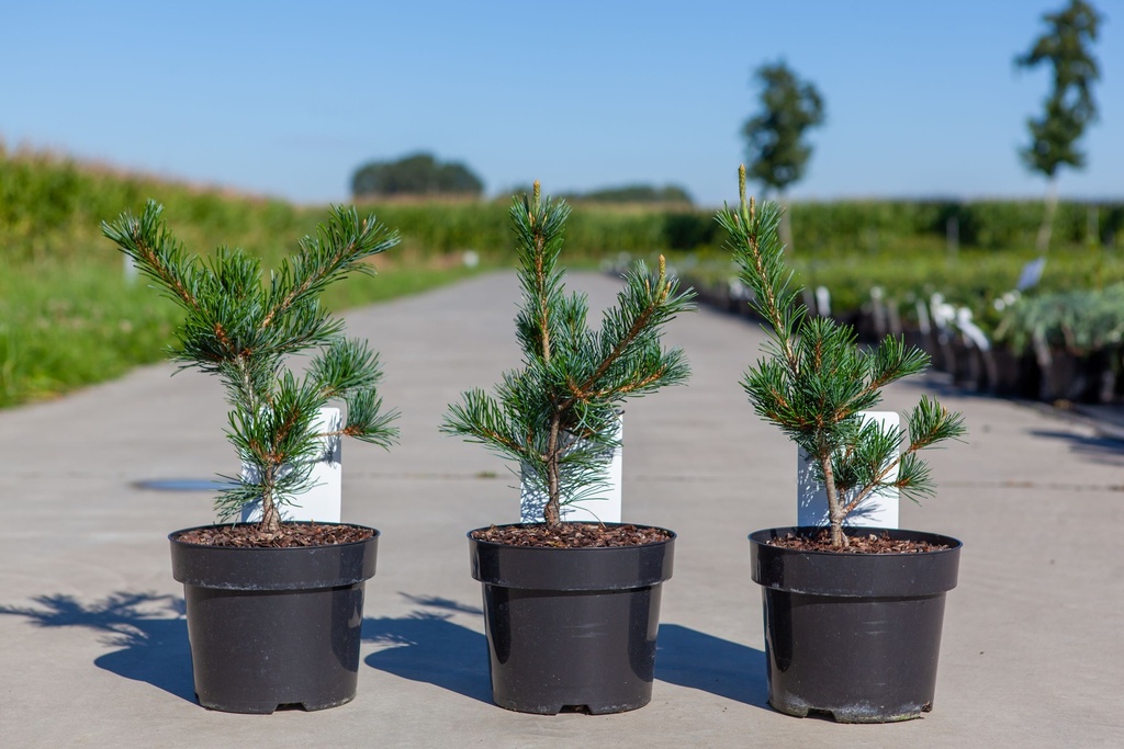 Pinus parviflora 'Negishi' cont. 3L 20-25 cm +f