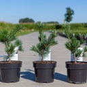 Pinus parviflora 'Negishi' cont. 3L 20-25 cm +ф