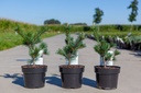Pinus parviflora 'Negishi' cont. 3L 20-25 cm +f