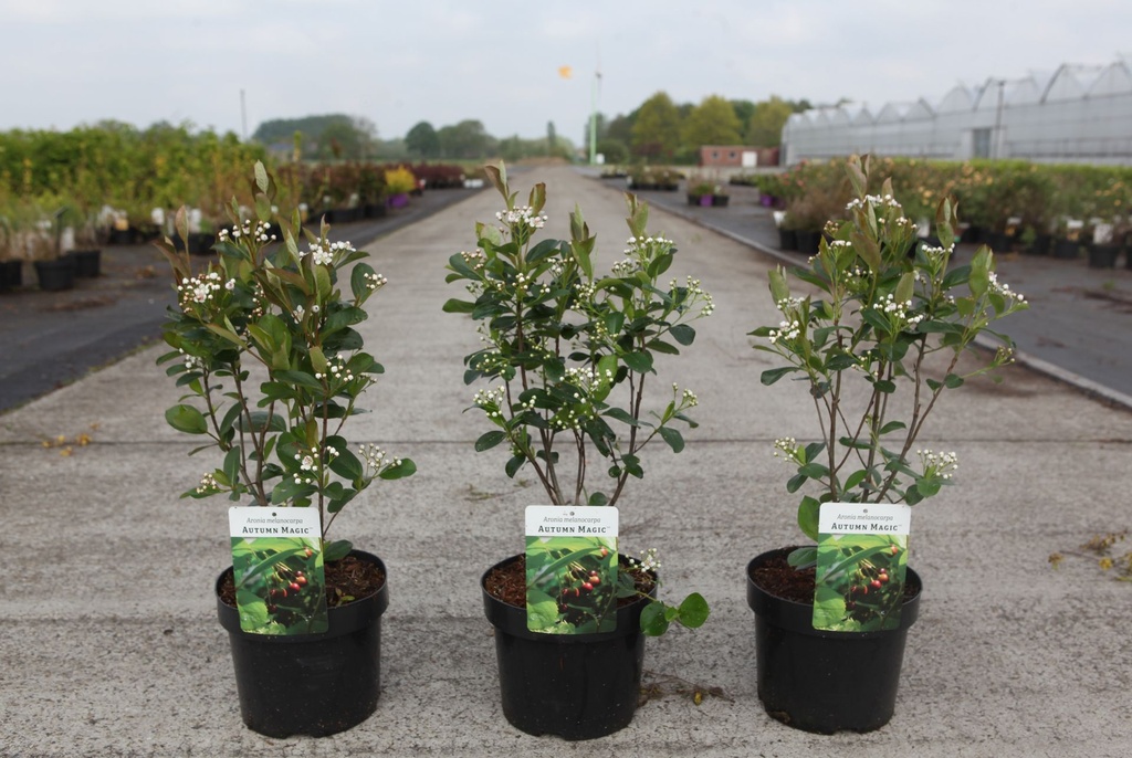 Aronia melanocarpa 'Autumn Magic' cont. 3,6L 40-50 cm +f