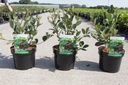 Aronia melanocarpa 'Autumn Magic' cont. 3,6L 40-50 cm +B