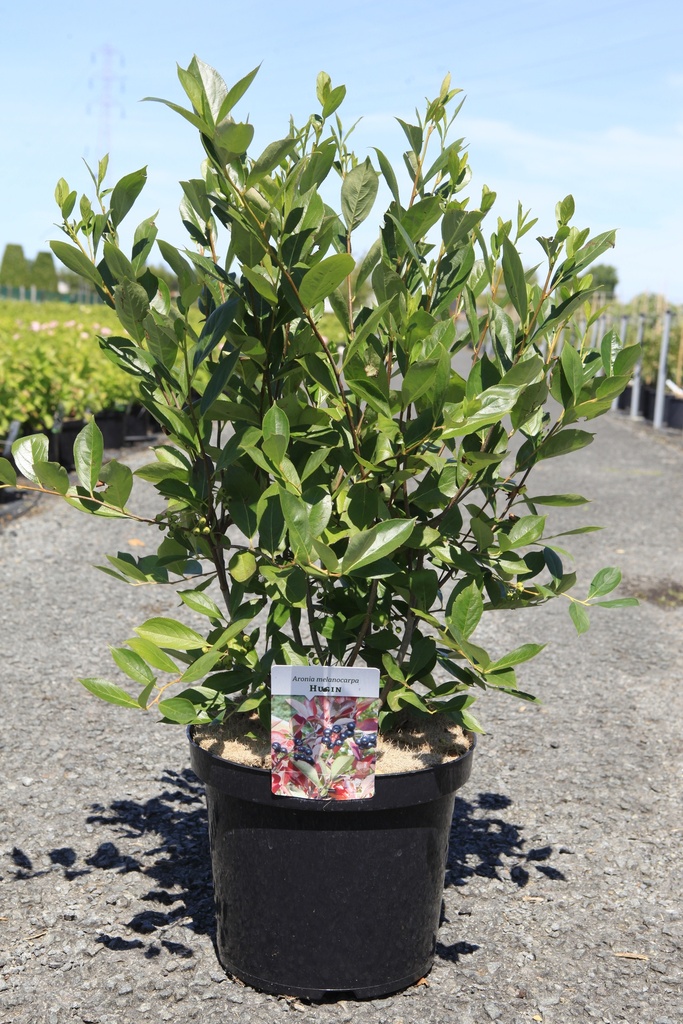 [P] Aronia melanocarpa 'Hugin' cont. 10L 60-80 cm +B
