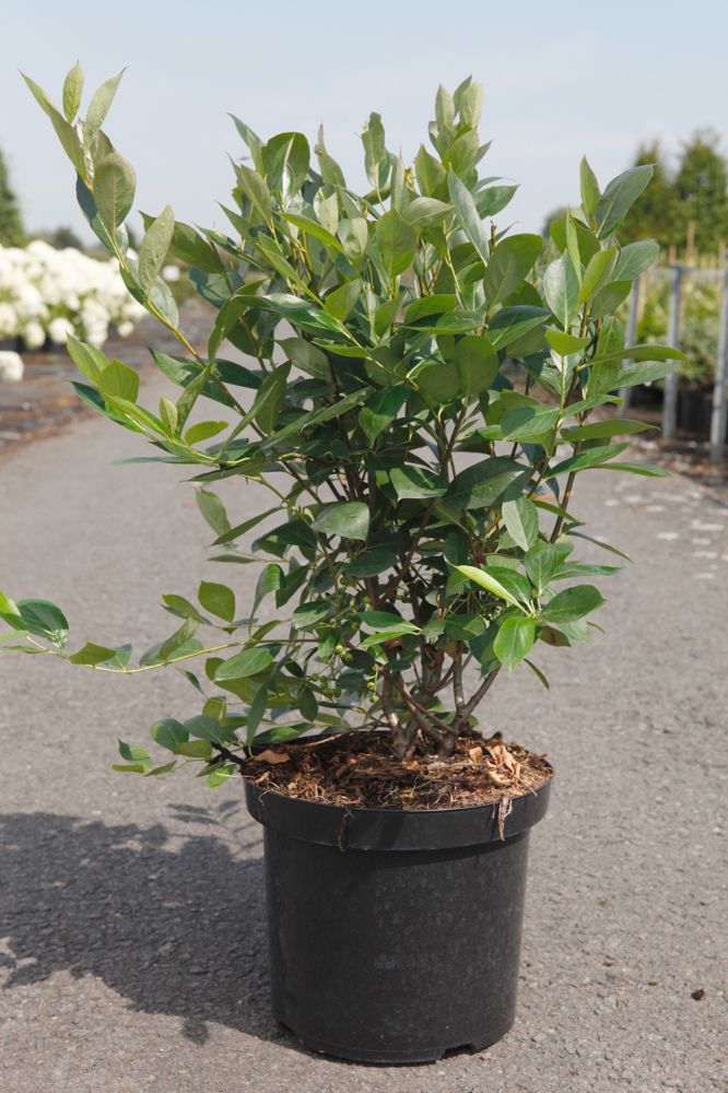 [P] Aronia melanocarpa 'Hugin' cont. 10L 60-80 cm +p