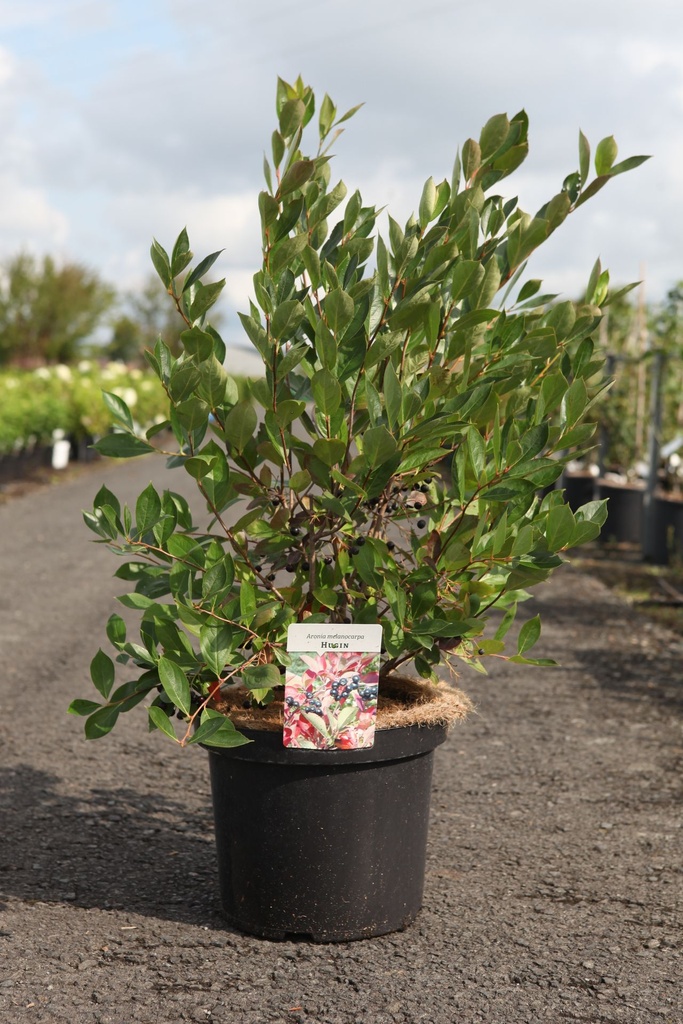 Aronia melanocarpa 'Hugin' cont. 10L 60-80 cm +p