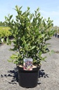 Aronia melanocarpa 'Hugin' Kont. 10L 60-80 cm +B