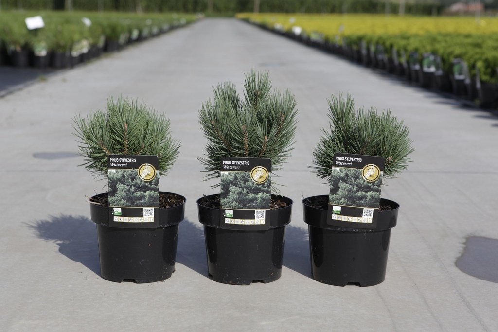 Pinus sylvestris 'Watereri' cont. 3L 15-20 cm +f