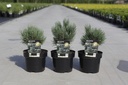 Pinus sylvestris 'Watereri' cont. 3L 15-20 cm +p