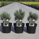 Pinus sylvestris 'Watereri' cont. 3L 15-20 cm +p