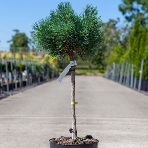 [P] Pinus sylvestris 'Watereri' cont. 7,5L 40 cm Stamm