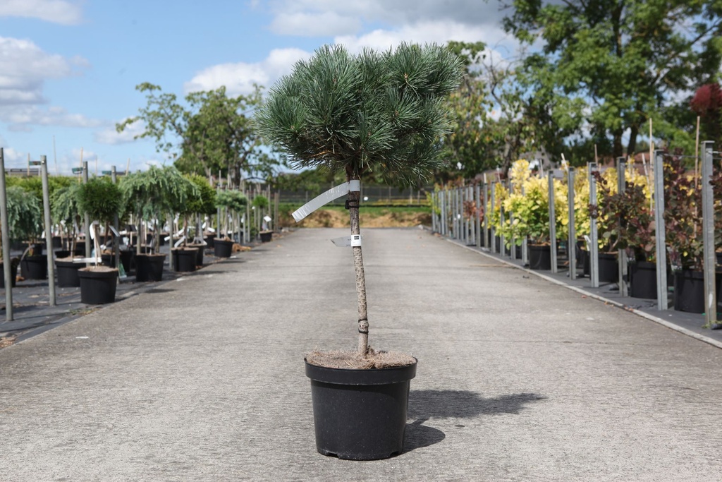 Pinus sylvestris 'Watereri' cont. 7,5L 40 cm Stamm