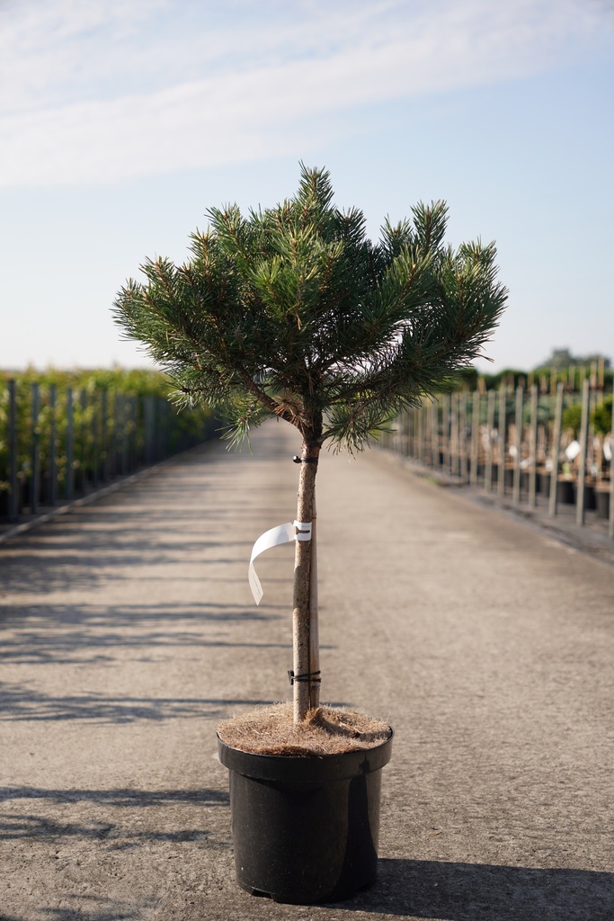 Pinus sylvestris 'Watereri' cont. 7,5L 40 cm stam
