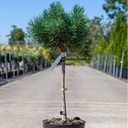 Pinus sylvestris 'Watereri' cont. 7,5L 40 cm standard
