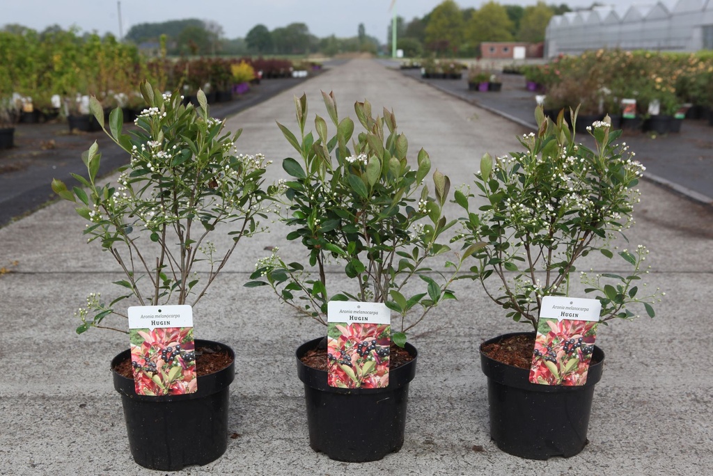 [P] Aronia melanocarpa 'Hugin' cont. 3,6L 40-50 cm +B
