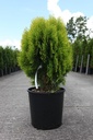 Platycladus orientalis 'Aurea Nana (Thuja)' cont. 15L 50-60 cm