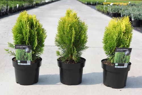 Platycladus orientalis 'Aurea Nana (Thuja)' cont. 3L 25/+ cm +ф