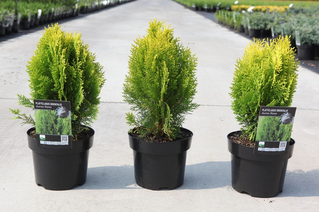 Platycladus orientalis 'Aurea Nana (Thuja)' cont. 3L 25/+ cm +B