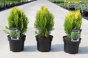 Platycladus orientalis 'Aurea Nana (Thuja)' cont. 3L 25/+ cm +ф