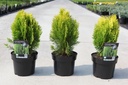 Platycladus orientalis 'Aurea Nana (Thuja)' cont. 3L 25/+ cm +B
