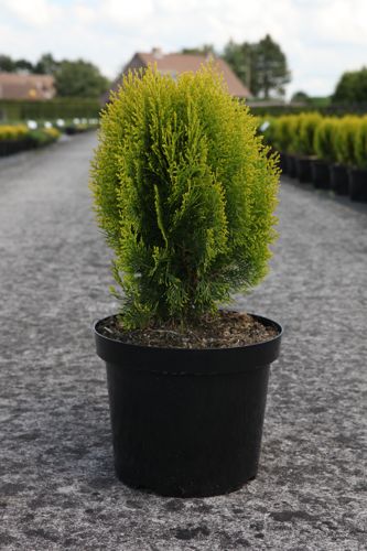 [P] Platycladus orientalis 'Aurea Nana (Thuja)' cont. 7,5L 40/+ cm