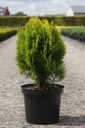 Platycladus orientalis 'Aurea Nana (Thuja)' cont. 7,5L 40/+ cm