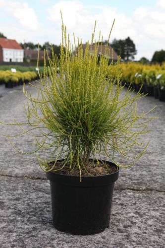 [P] Platycladus orientalis 'Franky Boy' cont. 7,5L 40/+ cm
