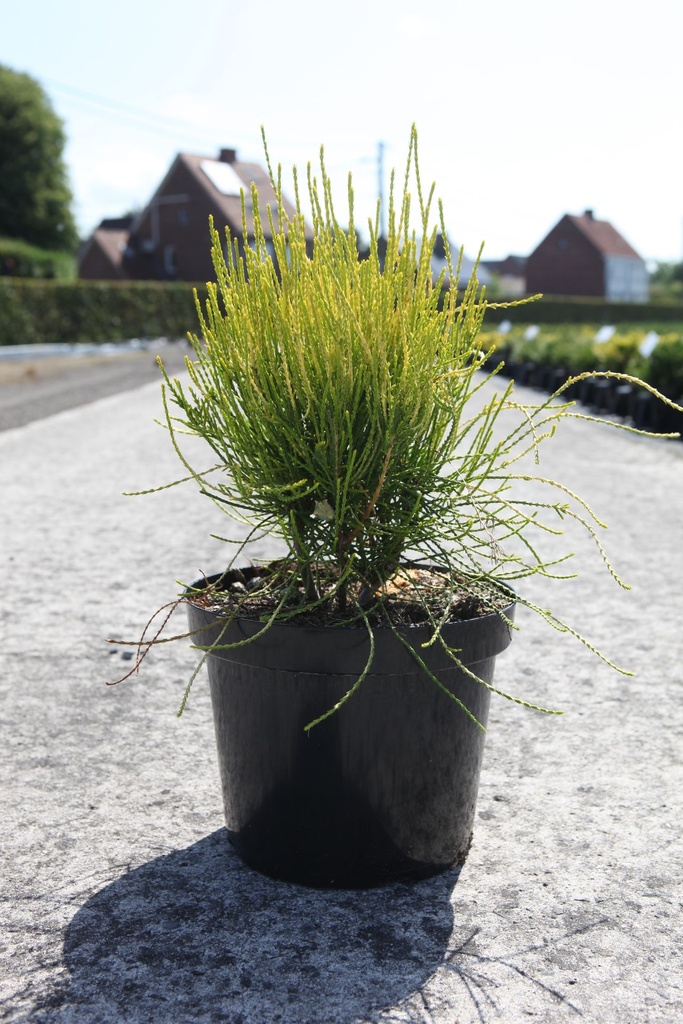 Platycladus orientalis 'Franky Boy' cont. 7,5L 40/+ cm