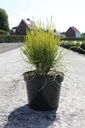 Platycladus orientalis 'Franky Boy' cont. 7,5L 40/+ cm