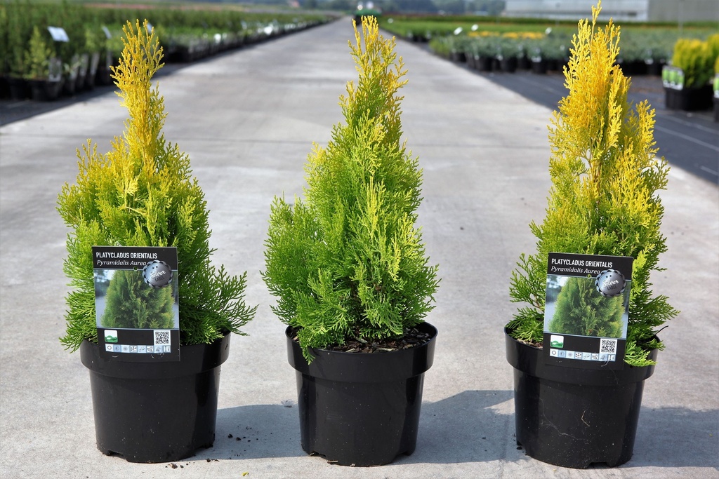 Platycladus orientalis 'Pyramidalis Aurea (Thuja)' cont. 3L 25-30 cm +B